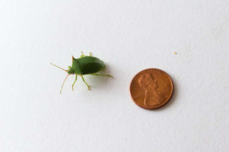 Green stink bug (Nezara Viridula) next to a US dollar cent coin for scale.
