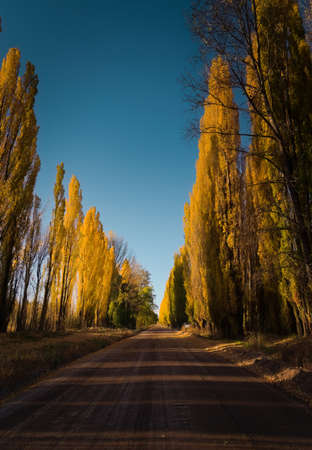 Dirt road lined by yellow poplar trees on an autumn afternoon in Uspallata, province of Mendoza, Argentina.の写真素材