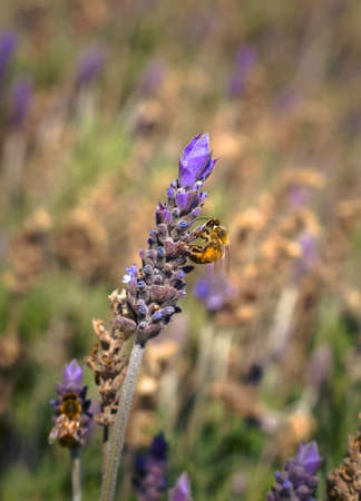 Worker bee collecting pollen from a lavender flower in early spring. Colse up.