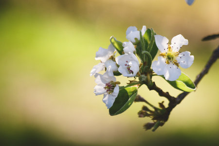 White peach flowers in a sunny, early spring day. Close up.の写真素材