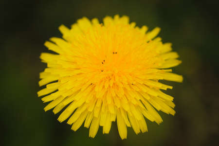 Yellow dandelion flower in bloom. Macro close up.