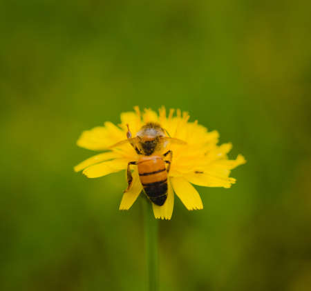Worker honey bee collecting pollen from a yellow dandelion in bloom. Macro close up.の写真素材