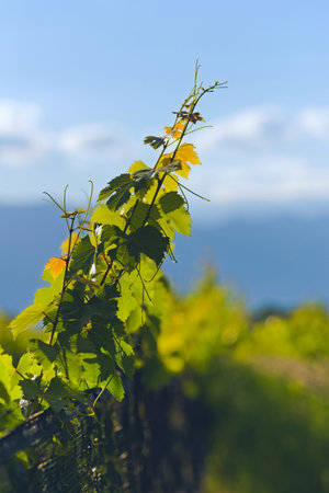 Vineyard tendrils growing in the sun in Mendoza, Argentina. Wine industry concept.の写真素材