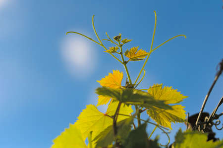 Vineyard tendrils growing in the sun in Mendoza, Argentina. Wine industry concept.の写真素材