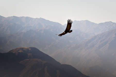 Andean condor (Vultur gryphus) soaring over the Andes montains near Tupungato, province of Mendoza, Argentina.の写真素材