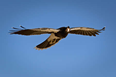Mountain caracara (Phalcoboenus megalopterus) in flight, spotted near Tupungato, province of Mendoza, Argentina.の写真素材
