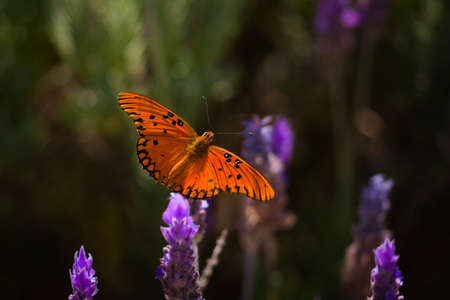 Passion butterfly (Dione vanillae) feeding on nectar from a lavender flower. Orange, colorful butterfly.の写真素材