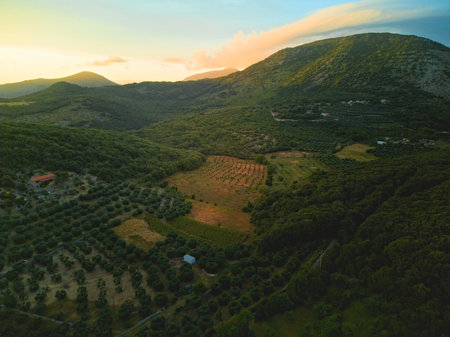 Olive tree orchard in the hills surrounding Terracina, Italy, at sunset. Aerial view.の写真素材