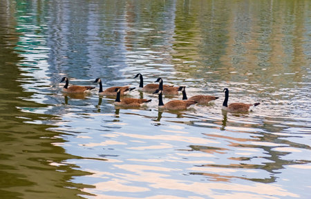 Group of canadian geese swimming in the river.