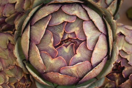 Ripe, purple artichoke flower. Healthy eating, vegetable. Detail close up.の写真素材