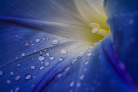Inside of blue morning glory flowerの写真素材