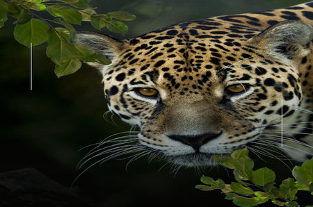 Panthera onca, single mammal head shot, Brazilの写真素材