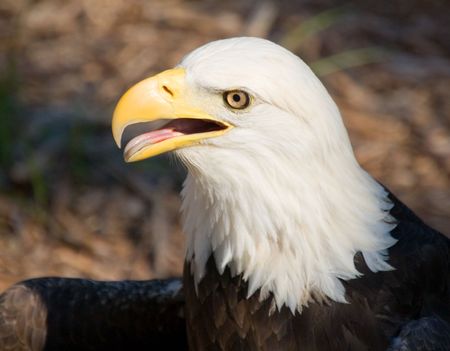 Freedom Eagleの写真素材