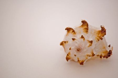 A brown and white sea shell.