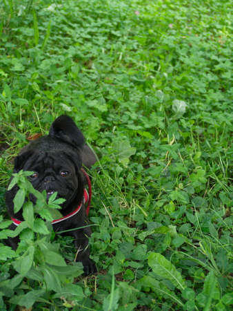 Blacky, my black pug hiding in the grassの写真素材