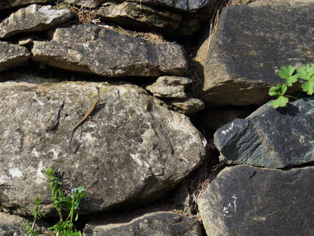 Small Lizard on boulders
