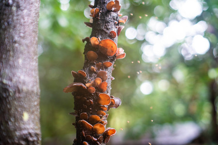 Autumn mushrooms on old tree in a city Park.の写真素材