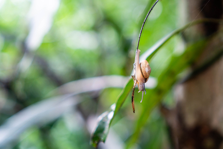 Yellow snail on a green leaf.の写真素材