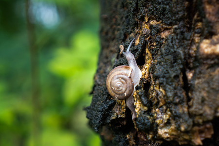 Yellow snail on a green leaf.の写真素材