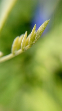 plantの写真素材