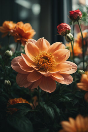 Beautiful orange dahlia flower in the garden, stock photoの素材