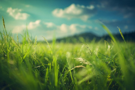 Green grass and blue sky with white clouds. Nature background. Selective focus.の素材