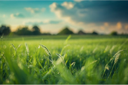 Green grass field and blue sky with clouds. Nature background. Shallow depth of fieldの素材