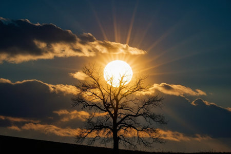 Sunset over a bare tree in the middle of the field.の素材