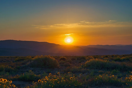 Sunset in the desert of California, USA with sunflowersの素材