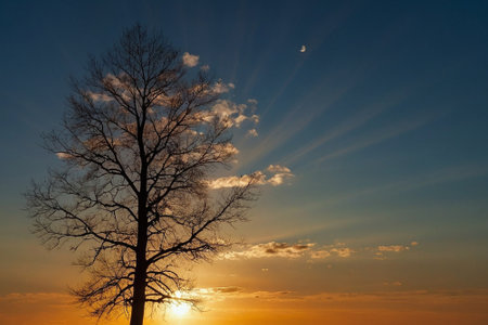 Sunset over a tree in the foreground and the moon in the backgroundの素材