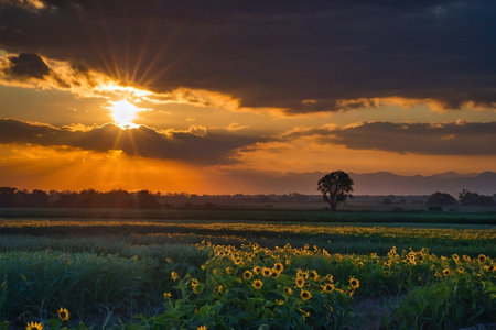 Sunset over a field of sunflowers in the countryside of Thailandの素材