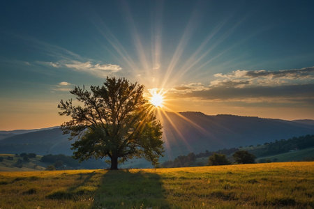 Lonely tree in the meadow at sunset. Beautiful summer landscape.の素材
