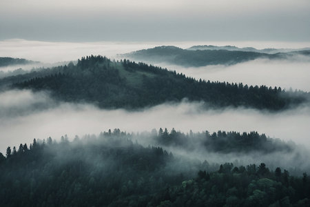 Foggy morning in the Carpathian mountains, Ukraine.の素材
