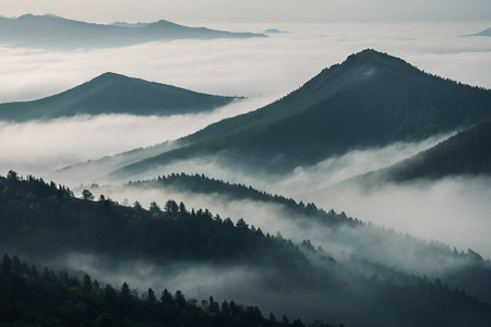 Foggy morning in the Carpathian mountains, Ukraine.の素材
