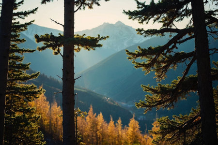 Mountain landscape with coniferous forest in the morning light.の素材