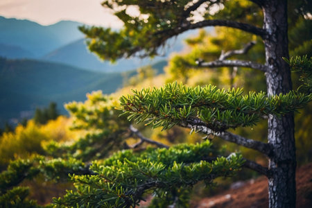 Beautiful pine tree in the mountains at sunset. Nature background.の素材