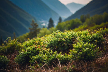 Mountain landscape with green grass and bushes in the morning light.の素材