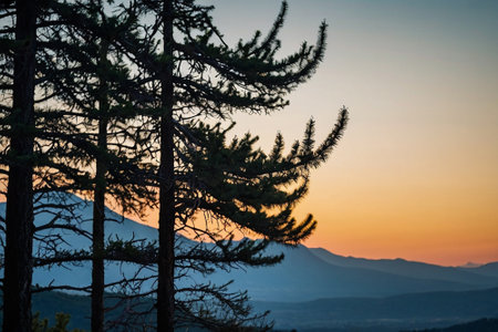 Silhouette of pine trees against the background of mountains and sunsetの素材