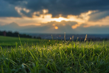 Dew drops on the green grass at sunset. Nature background.