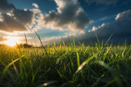 Green grass with sunset sky background. Nature background. Soft focus.の素材