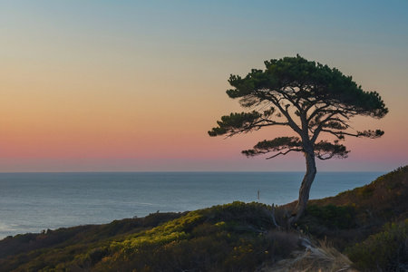 Pine tree at sunset on the coast of the island of Sardiniaの素材
