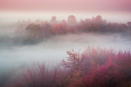 Foggy morning in the autumn forest. Colorful trees in fogの素材