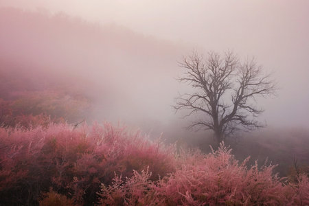 Autumn landscape in South Korea,Daejeon\\"\"\""の素材