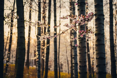 cherry blossom trees in spring in the forest - retro vintage effectの素材