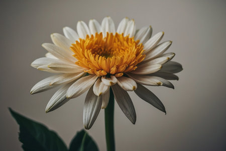 Beautiful white chrysanthemum flower on a gray backgroundの素材