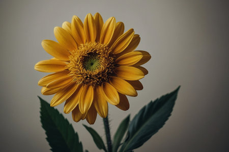 Yellow sunflower on a gray background. Selective focus. Shallow depth of field.の素材