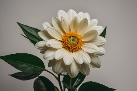 White dahlia flower with green leaves isolated on white background.の素材