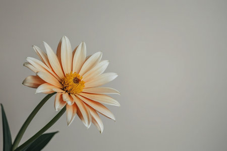White gerbera flower on a gray background with copy space.の素材