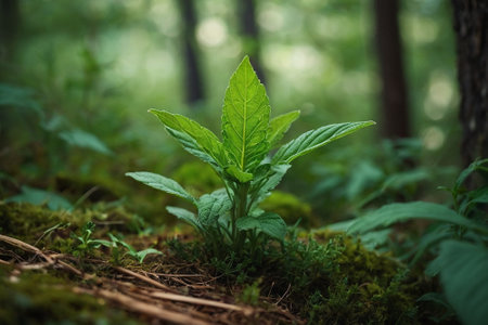Mint plant growing in the forest. Shallow depth of field.の素材