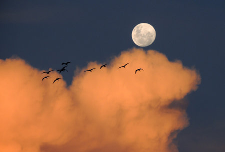 A flock of cranes flying in front of a full moon.の写真素材